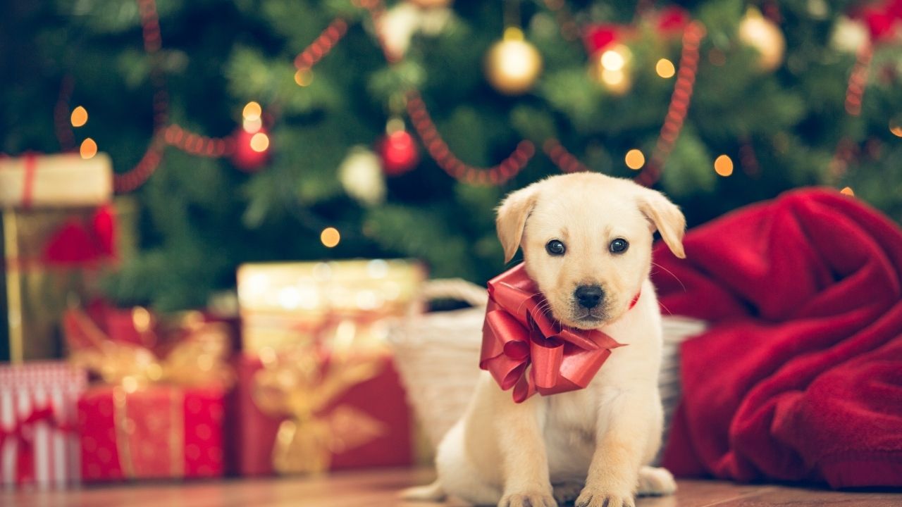 Ý Nghĩa Của Giáng Sinh Cute