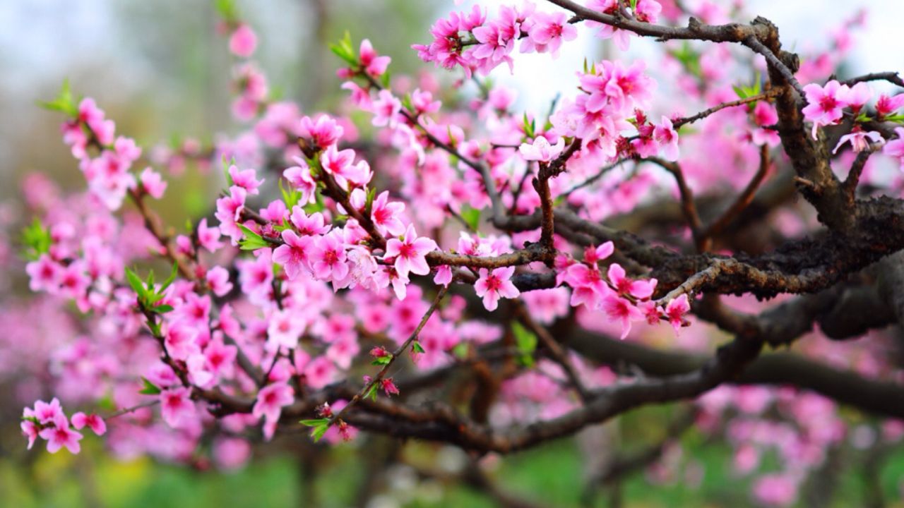 Hoa Đào - Vẻ Đẹp Của May Mắn Và Hạnh Phúc