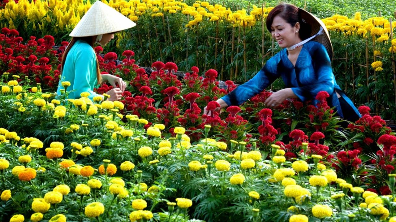 Cách Chăm Sóc Hoa Ngày Tết