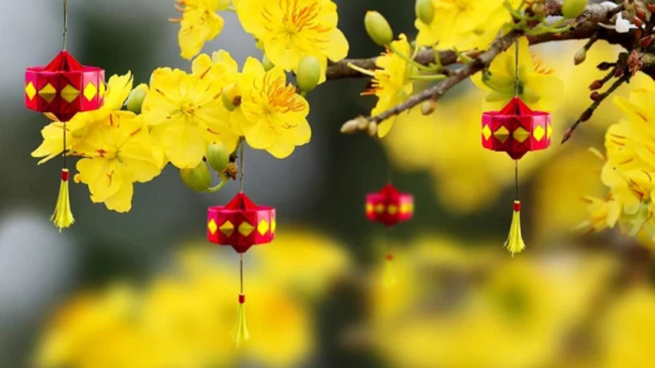 Trang Trí Hoa Mai Đẹp Ngày Tết