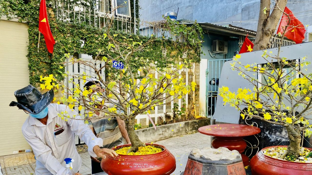 Mua Mai Vàng Tại Các Cửa Hàng Chuyên Doanh Hoa Tết