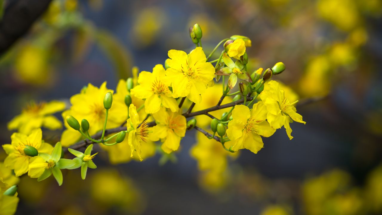 Mua Mai Vàng Trực Tuyến