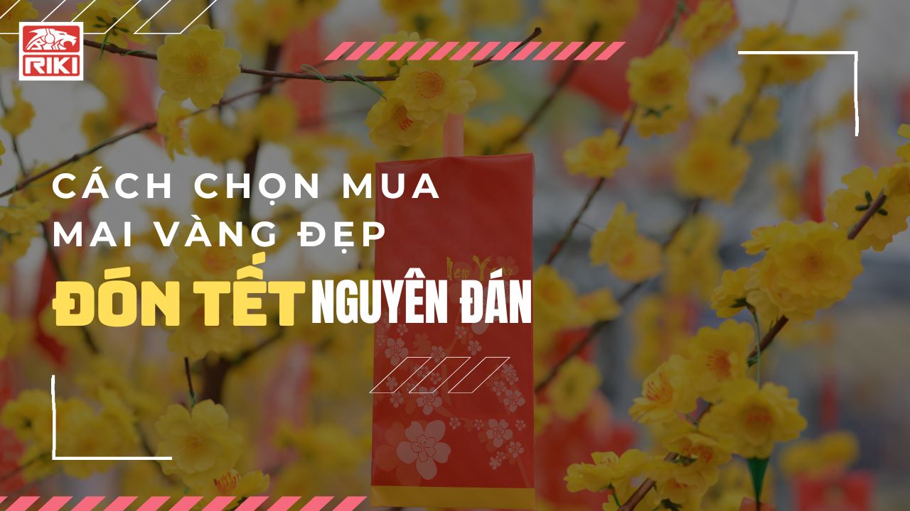 Cách Chọn Mua Mai Vàng Đẹp Đón Tết Nguyên Đán