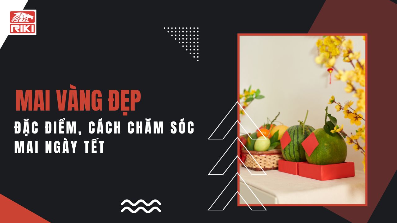 Mai Vàng Đẹp – Đặc Điểm, Cách Chăm Sóc Mai Ngày Tết