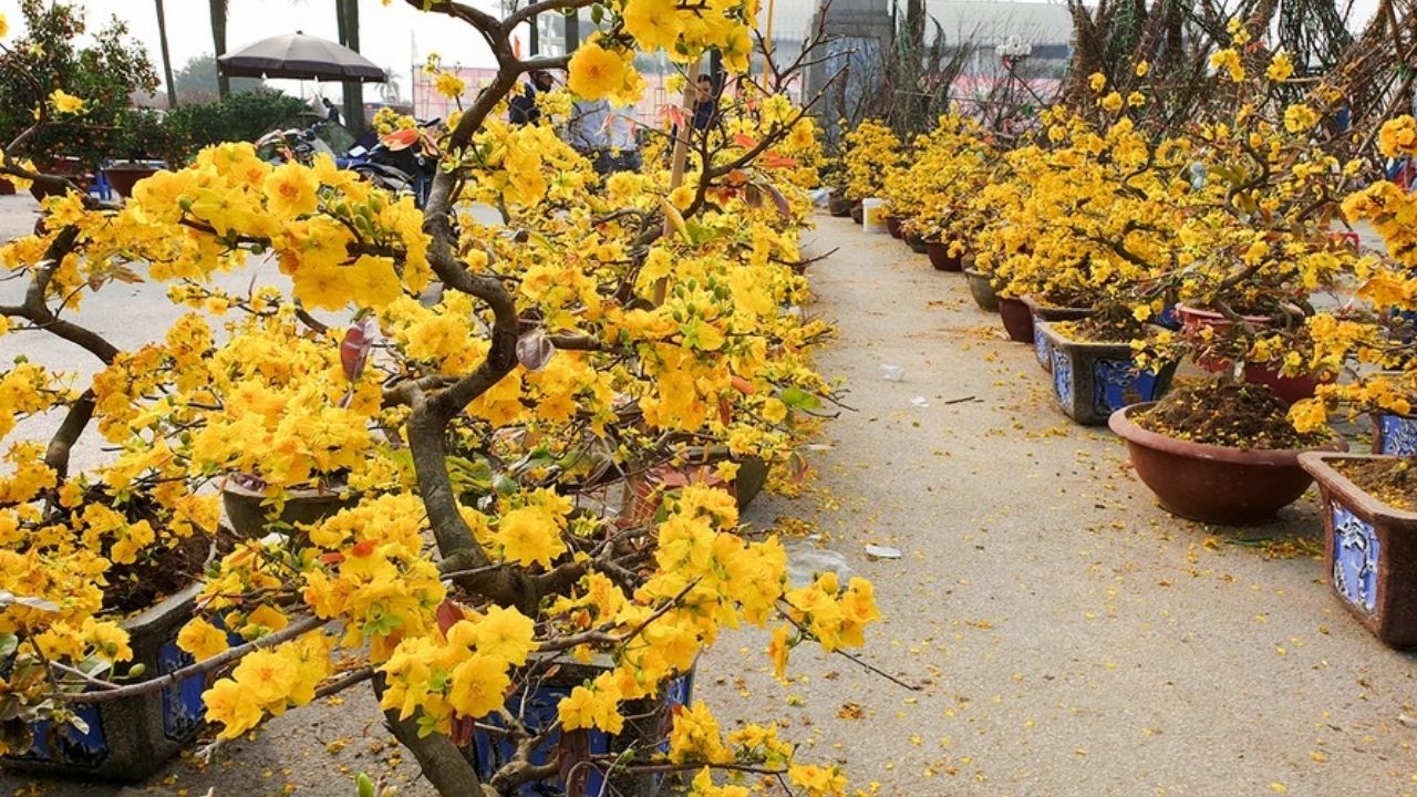 Các Nguồn Tải Ảnh Cây Mai Ngày Tết Miễn Phí