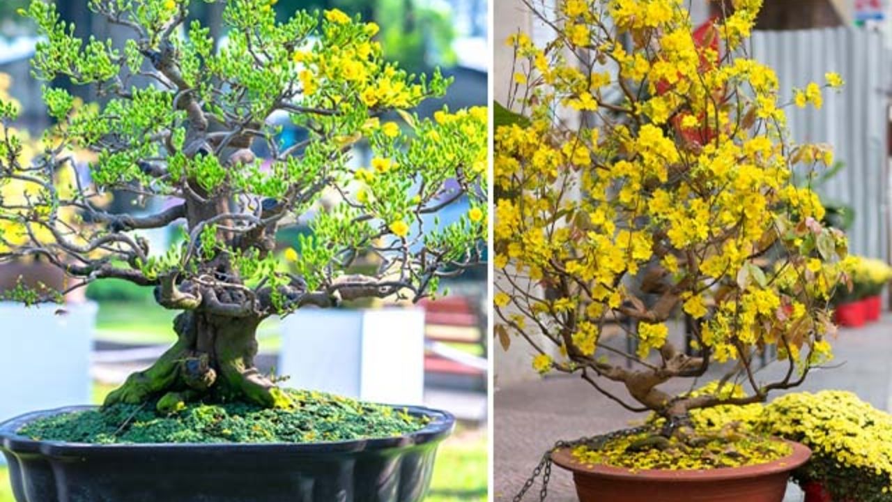 Các Loại Cây Cảnh Chơi Tết Phổ Biến