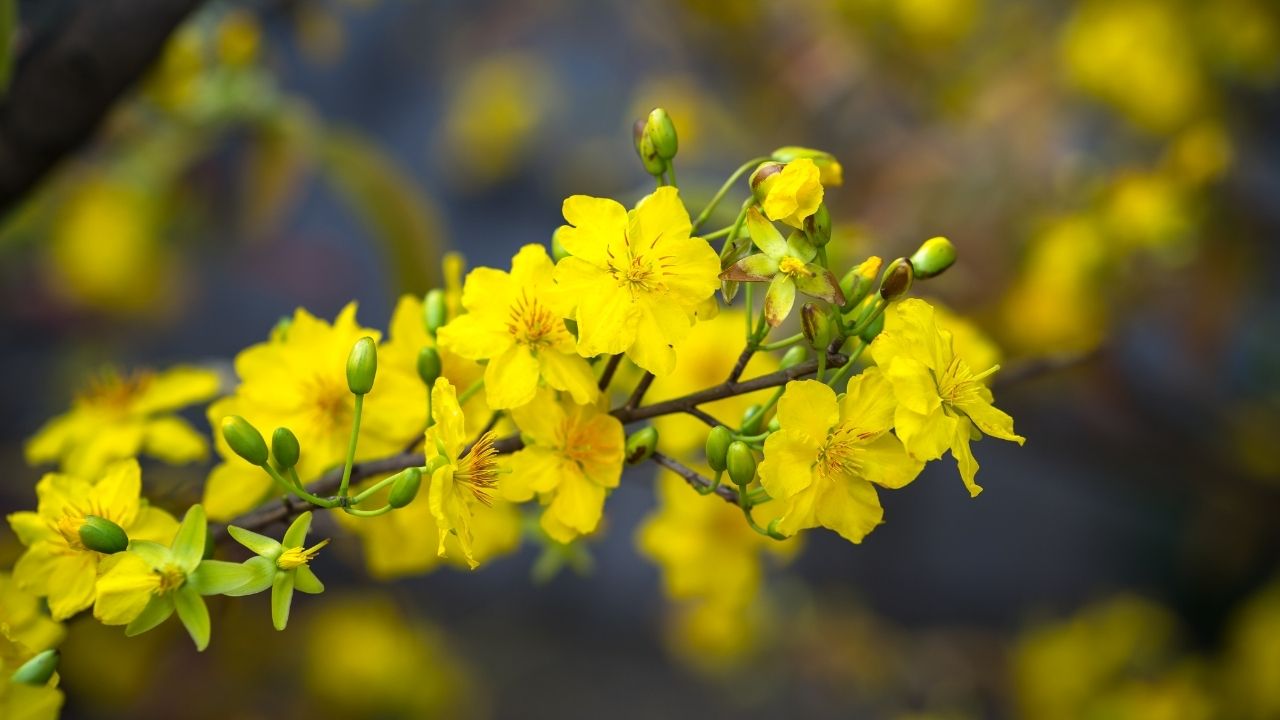 Ý Nghĩa Của Hoa Mai Trong Cuộc Sống