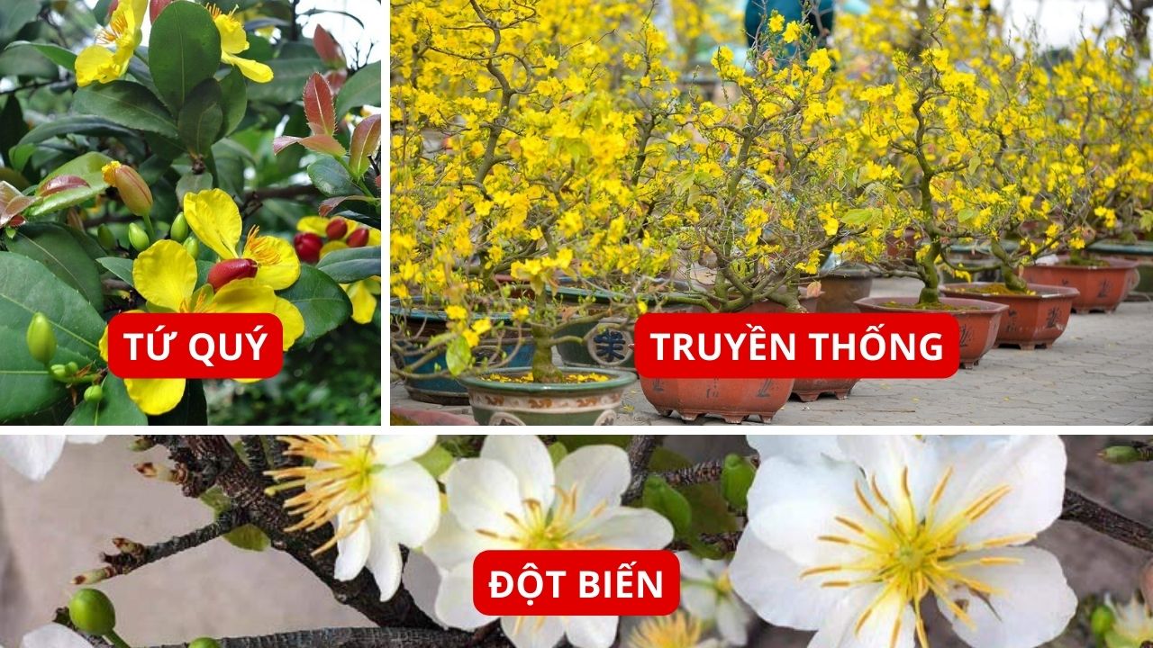 Các Loại Hoa Mai Phổ Biến