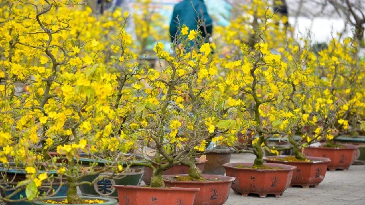 Cách Chăm Sóc Hoa Mai Nở Đẹp